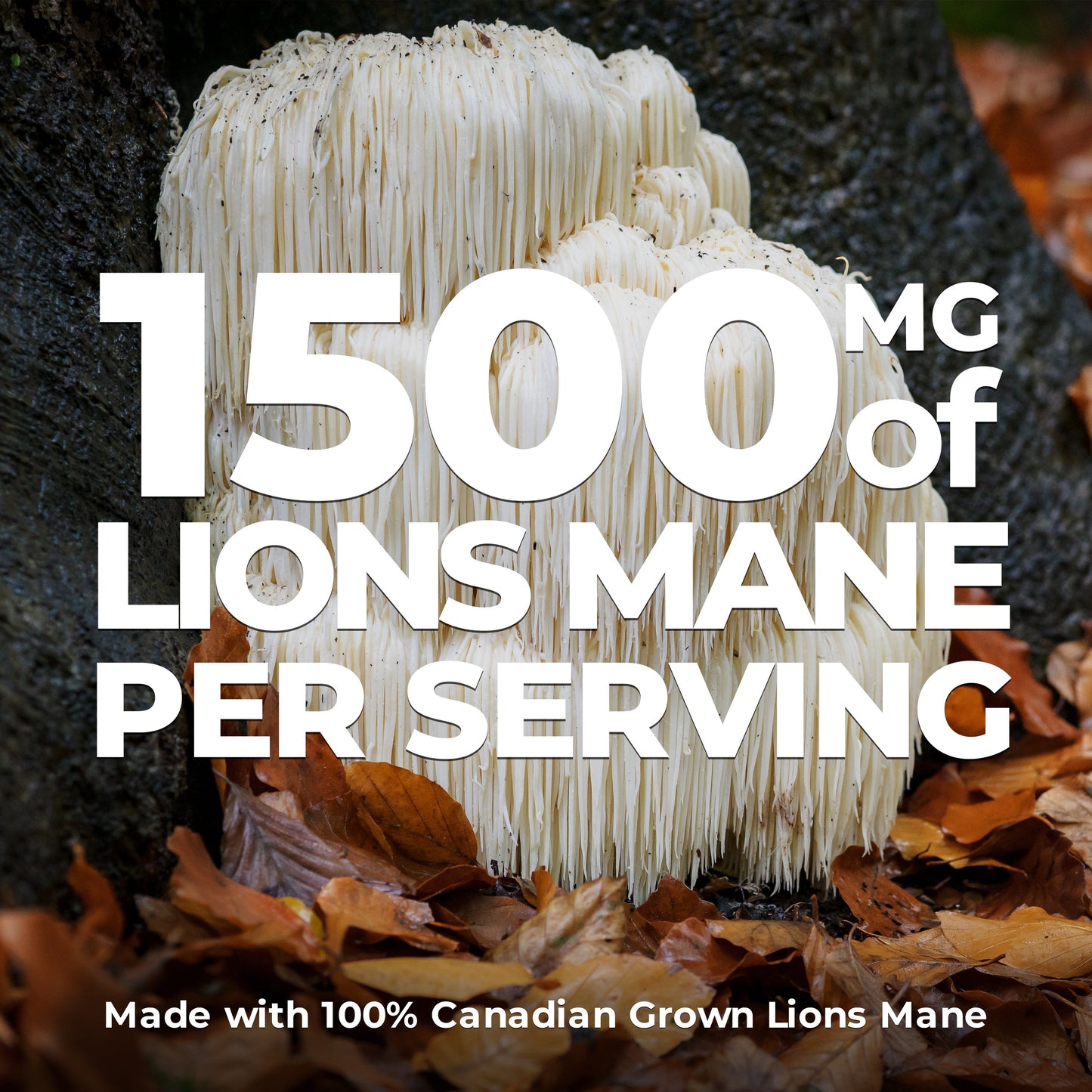 
                  
                    Lions Mane Extract Capsules – 1500mg
                  
                